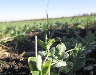 AgroGeneration експерементує з вирощуванням озимого гороху на Харківщині
